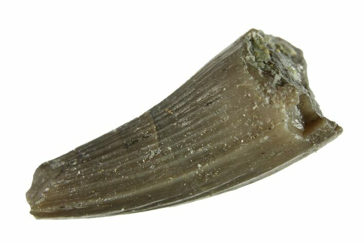 Fossil Crocodyliform (Goniopholidid) Tooth - Colorado #296668